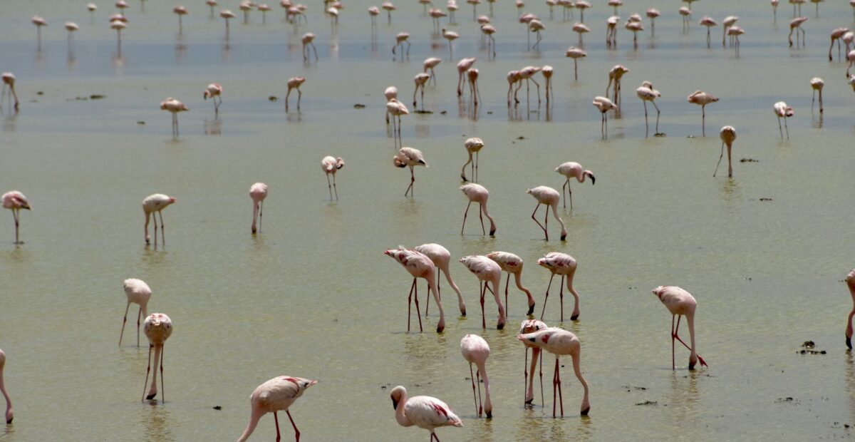 Flamingos wading in a Rift Valley lake