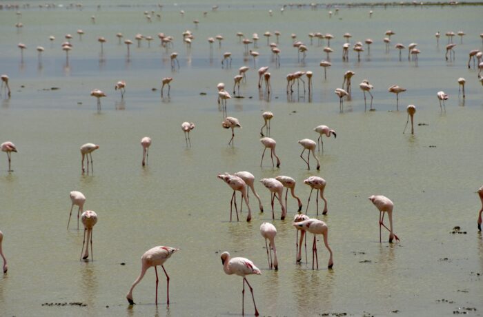 Flamingos wading in a Rift Valley lake Flamingos wading in a Rift Valley lake