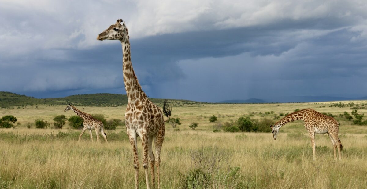 Giraffe walking across open grassland
