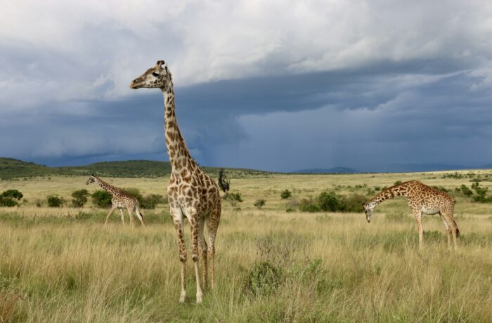 Giraffe walking across open grassland Giraffe walking across open grassland