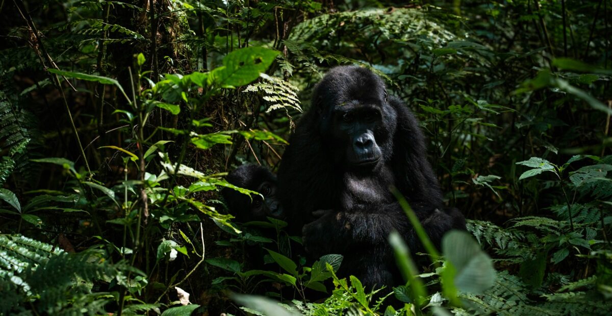 Mountain gorilla in Bwindi Impenetrable Forest