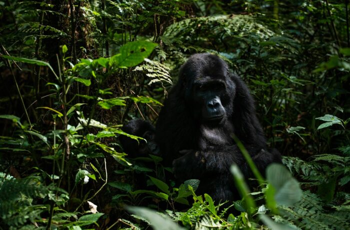 Mountain gorilla in Bwindi Impenetrable Forest Mountain gorilla in Bwindi Impenetrable Forest