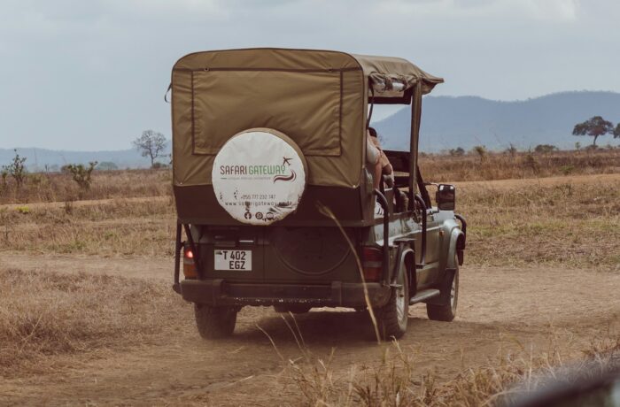Guide driving a safari vehicle through the savannah Guide driving a safari vehicle through the savannah