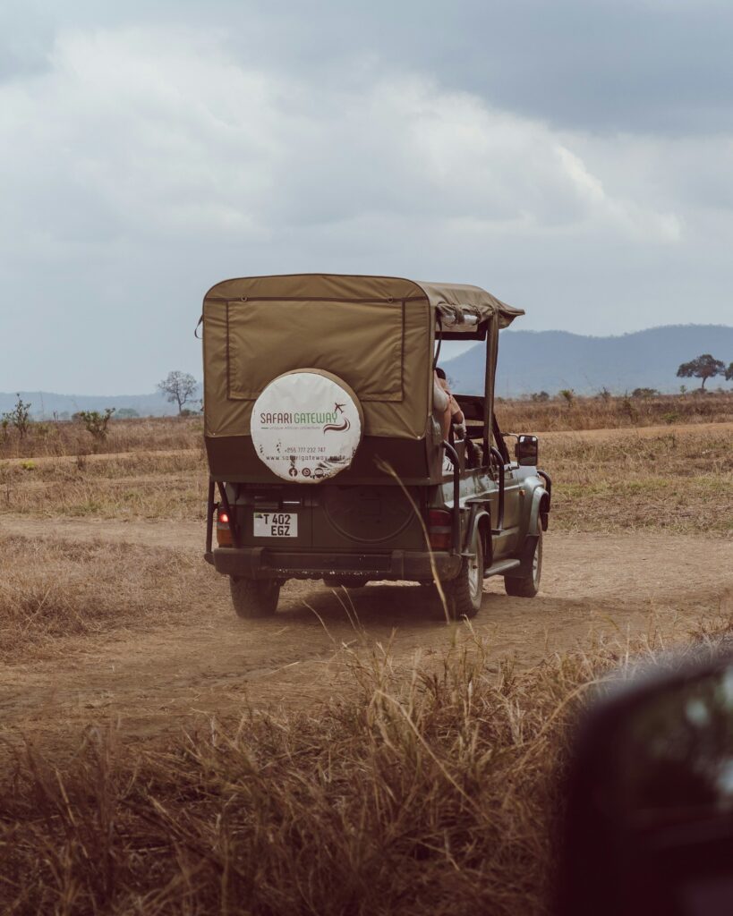 Guide driving a safari vehicle through the savannah Guide driving a safari vehicle through the savannah