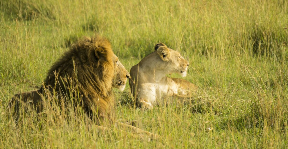 Lion resting on the savannah at golden hour Lion resting on the savannah at golden hour