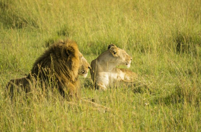 Lion resting on the savannah at golden hour Lion resting on the savannah at golden hour