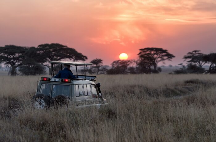 Masai Mara plains at sunrise with acacia trees Masai Mara plains at sunrise with acacia trees